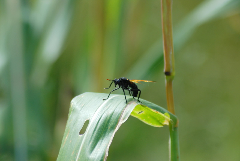 insect, gro, tlapa de comonfort, sting regional, animal wing, insect regional, flying, animal wildlife, day, damselfly, invertebrate, blade of grass, beauty in nature
