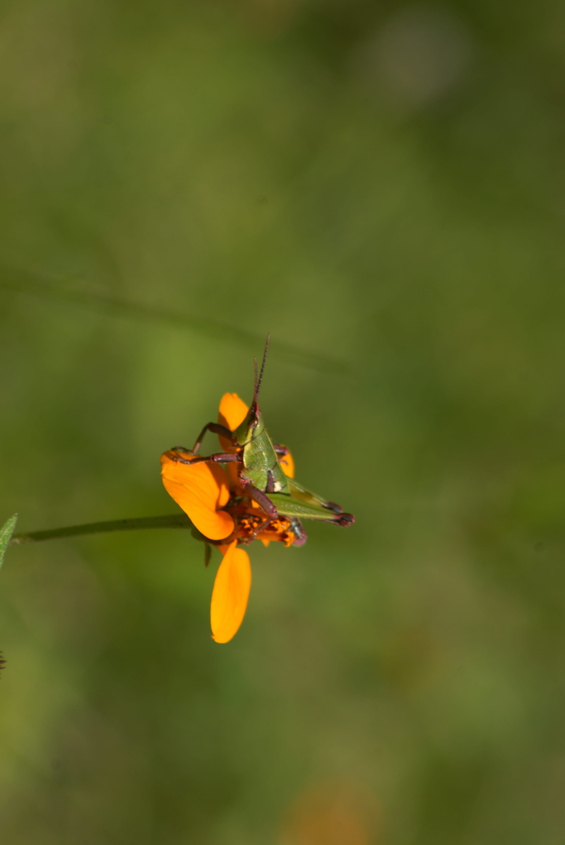 invertebrate, animals in the wild, animal wildlife, tlapa de comonfort, growth, yellow flower, regional, orange color, focus on foreground, gro, animal themes