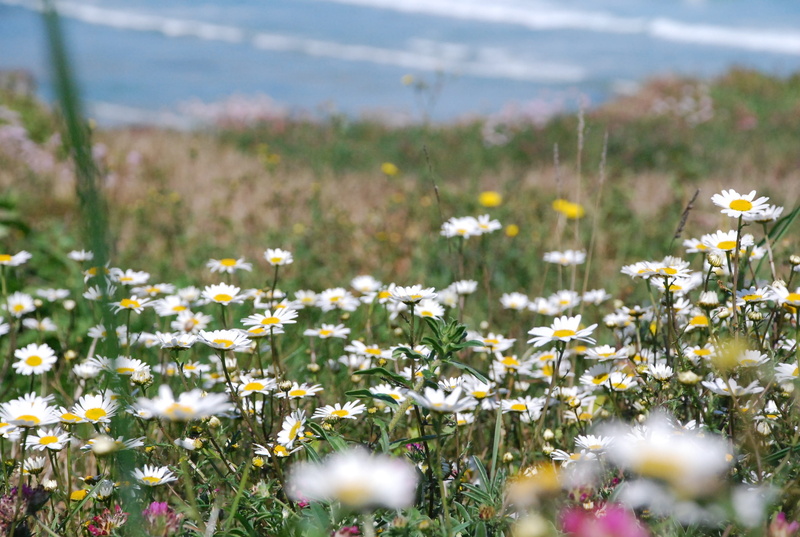 margaritas, no people, nature, springtime, 2K, flowers, holiday, outdoors, land, flowering plant, summer, day, water, softness, daisy, flower, meadow