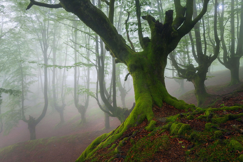 moss, spring, 1080P, Biscay, May, Basque country, trees, Spain, Beech, haze