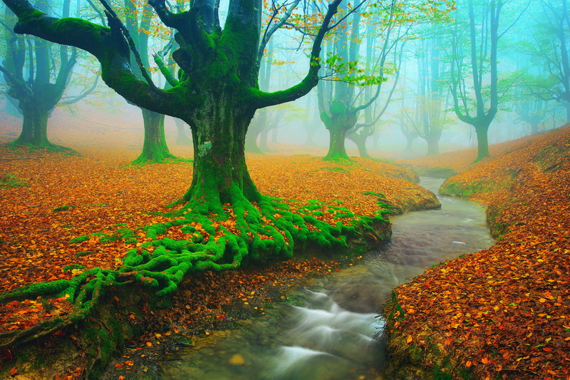 river, moss, foliage, Biscay, November, stream, trees, Beech, beside, Basque country, Alava, autumn, Spain, 1080P