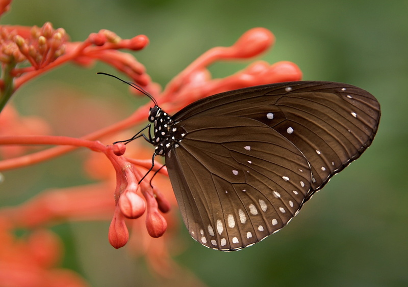 summer, flower head, flower, animal themes, red, photography, yellow, black Color, orange Color, focus, butterfly - Insect, fragility, animal wildlife