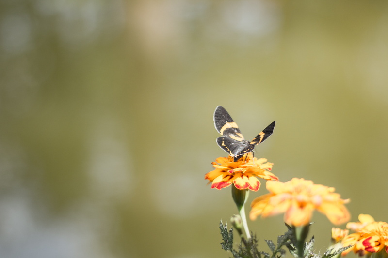 animals in the wild, insect, animal wing, animal, outdoors, philippines, growth, animal themes, one animal, wright park, animal wildlife, butterfly, 4K