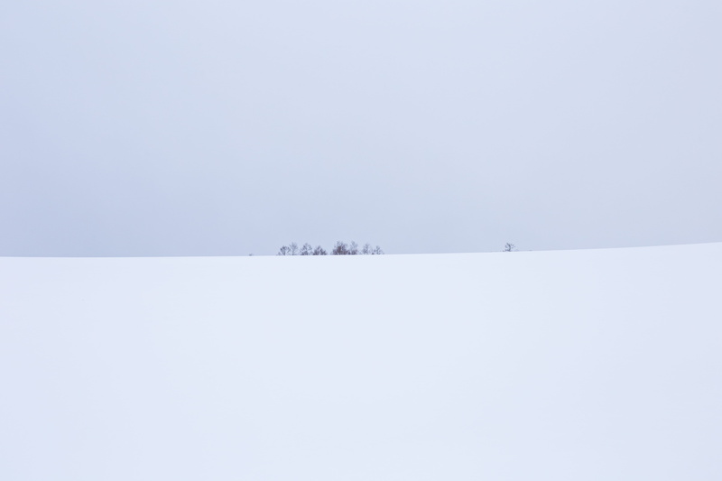 tranquility, nature, tree, beauty in nature, cold temperature, winter, landscape, extreme weather, snow, environment, trees, day, niseko, sky, scenics - nature