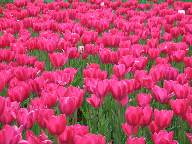 floriade, flowers, nature, plant, rainbow, flowerbed, canberra, tulip, summer, field, backgrounds, flower Head, flower, season, 2K, bed, freshness, multi Colored