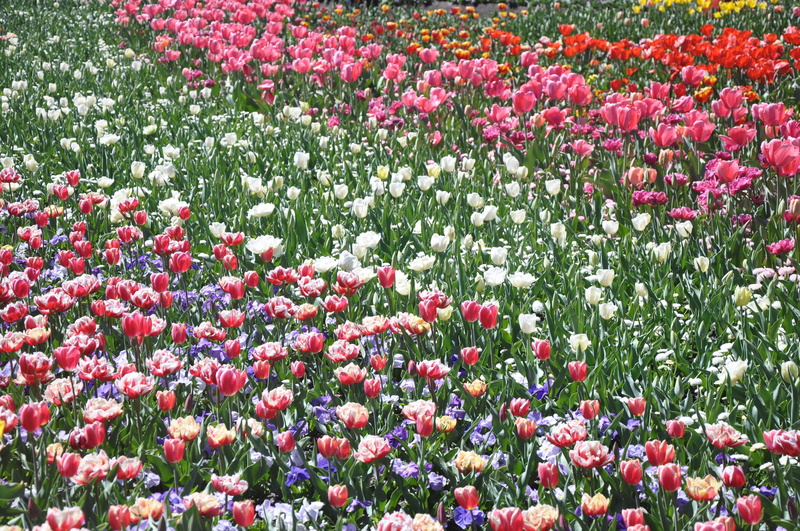 australia, 4K, springtime, flora, season, flower, abundance, gardening, flowering plant, flowerbed, field, outdoors, land, fields, blossom, pink Color