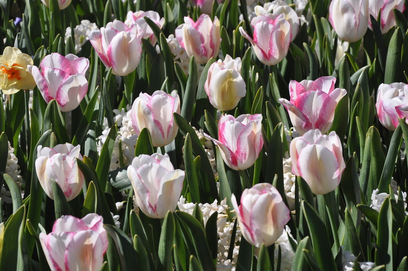 land, close-up, bloom, day, petal, flower, flowerbed, floral, australia, nature, no people, plant, tulip, flora, flower head, freshness, blossom, color