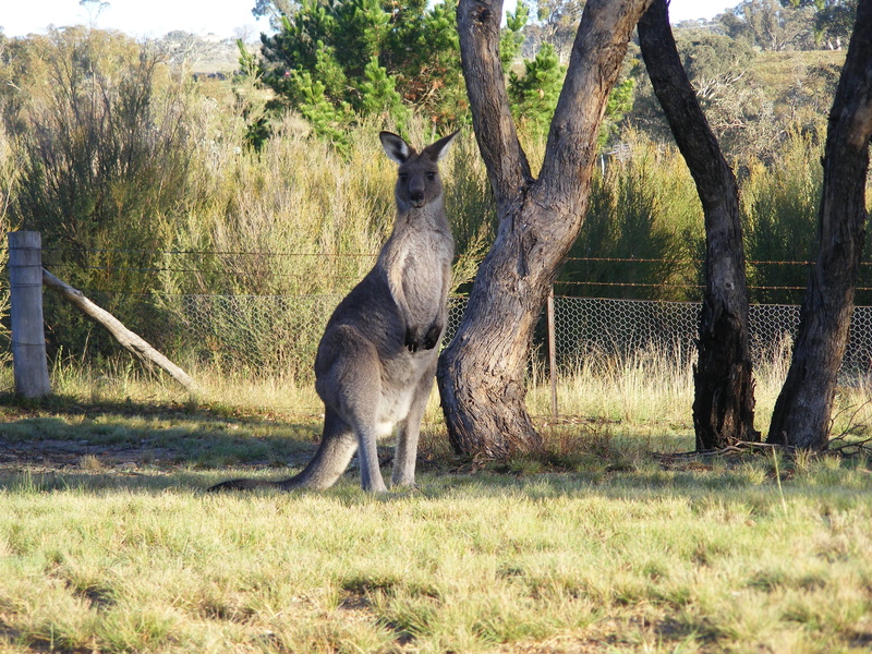 plant, nature, outdoors, animal wildlife, Canberra, tree trunk, field, donkey, deer, vertebrate, grass, land, 2K, animal, trunk, skipy, herbivorous, animal themes
