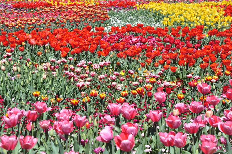 pink color, Flower, abundance, land, floriade, canberra, natural, australia, multi colored, flower head, flora, day, beauty in nature, springtime, Floral