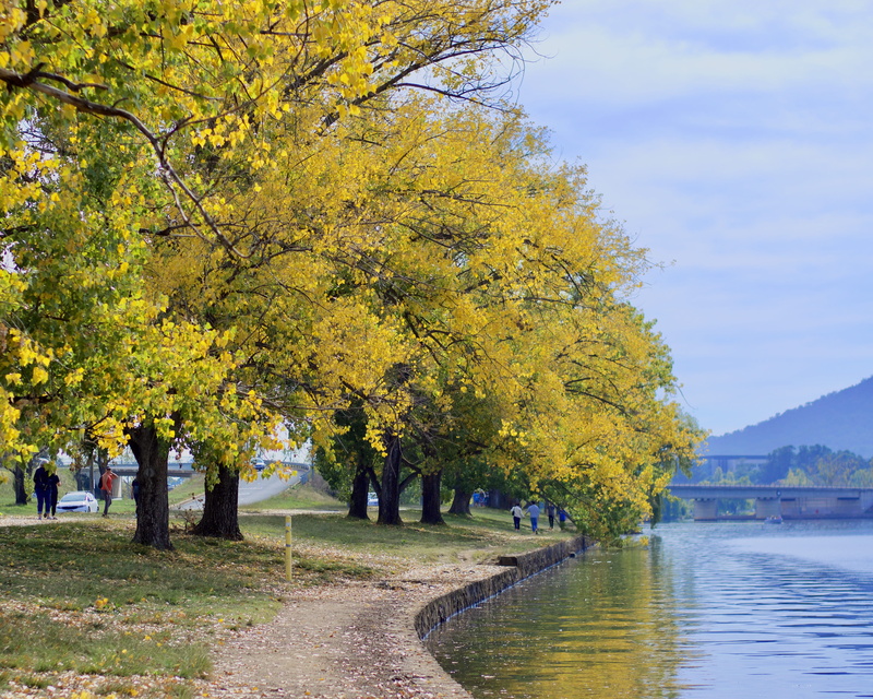 nature, fir, scenery, australia, canberra, path, tranquility, jerrabomberra wetlands, outdoors, fall, park - man made space, day, change, no people, sky
