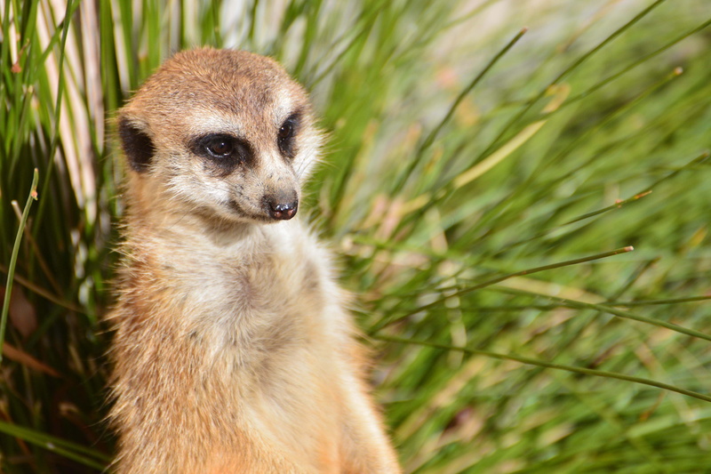 one animal, focus on foreground, portrait, looking at camera, no people, close-up, vertebrate, day, nature, canberra, animal, animal wildlife, animal eye