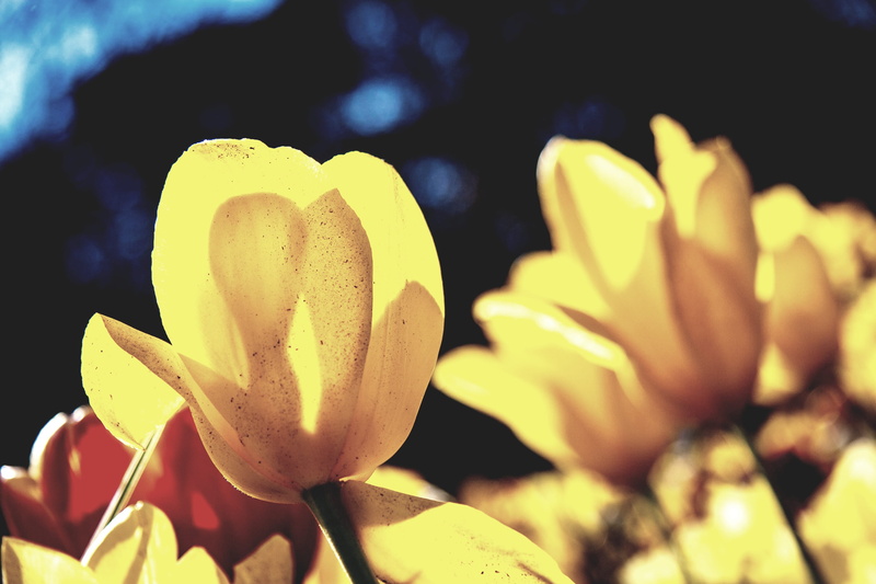 pollen, sunlight, botany, outdoors, yellow, plant, freshness, vulnerability, tulip, beauty in nature, photoholgic, close-up, botanical garden
