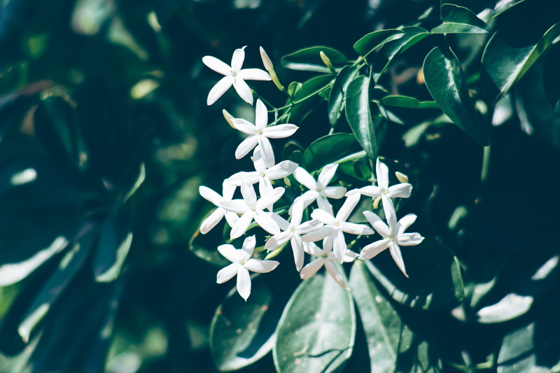 growth, jasmine, flowers, freshness, vulnerability, province of messina, focus on foreground, flowering plant, italy, fragility, petal, plant part, beauty in nature