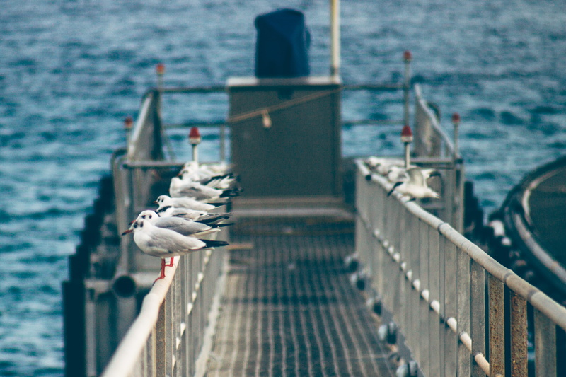 mode of transportation, italy, province of messina, day, nautical vessel, railing, animal wildlife, water, one animal, animal themes, seagull, no people