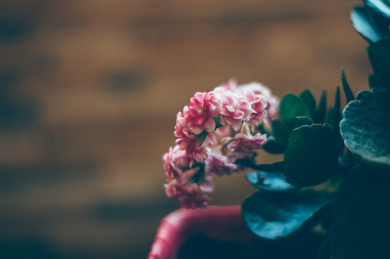 vulnerability, flower head, green, selective focus, nature, close-up, inflorescence, focus on foreground, pink color, flowering plant, petal, flower, italy
