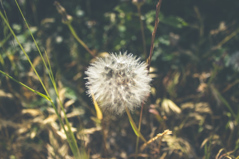 tranquility, fragility, freshness, vulnerability, plant, day, nature, bright, positive emotion, inflorescence, outdoors, fower, dandelion seed, flower head