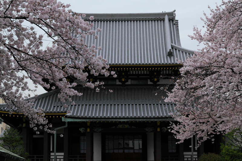 plant, building, tree, built structure, building exterior, fragility, temple, theme calm, outdoors, buddism, cherry blossom, spring, nature, cherry, sakura
