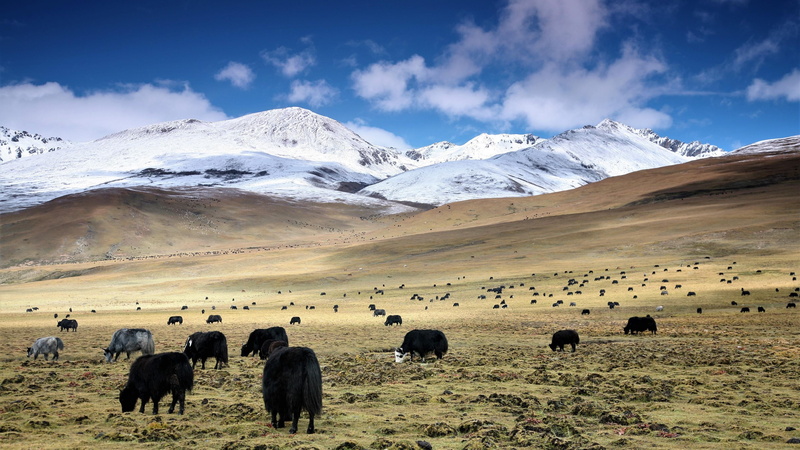 sichuan, sky, no people, beauty in nature, mountain, wild animals, cold temperature, litang, group of animals, animal wildlife, mountain range, tibet, snowcapped mountain