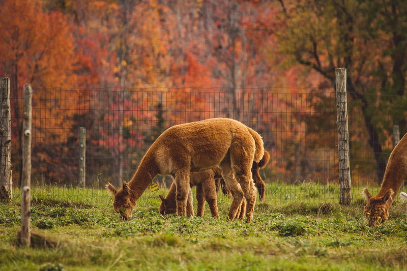 eating, grass, 4K, tree, alpaca, garzing, deer, autumn, animal themes, outdoors, domestic animals, agriculture, near, animal, animal wildlife, grasses