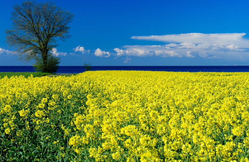 sweden, flower, yellow, plant, farm, scenics - nature, crop, tranquility, flowering plant, growth, land, environment, no people, beauty in nature, agriculture