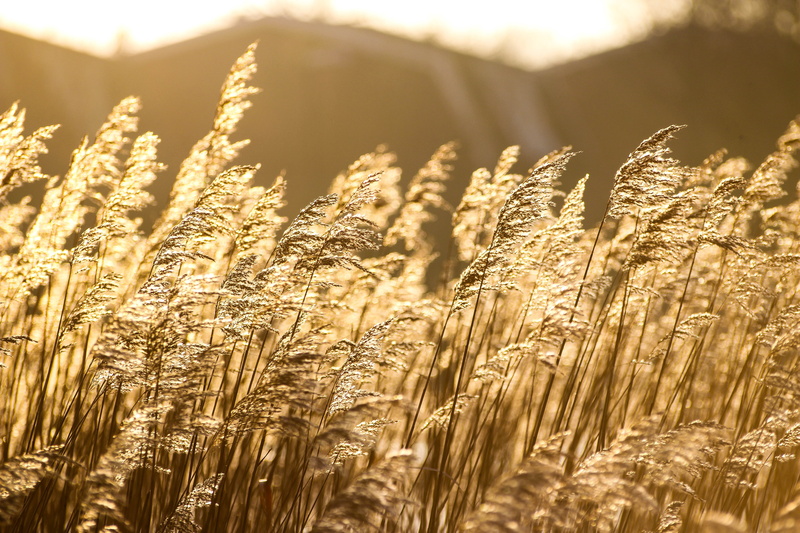 5K, Trelleborg, Vass, flowers, Last Light, sunset, Day, Golden, Explore, lot, white