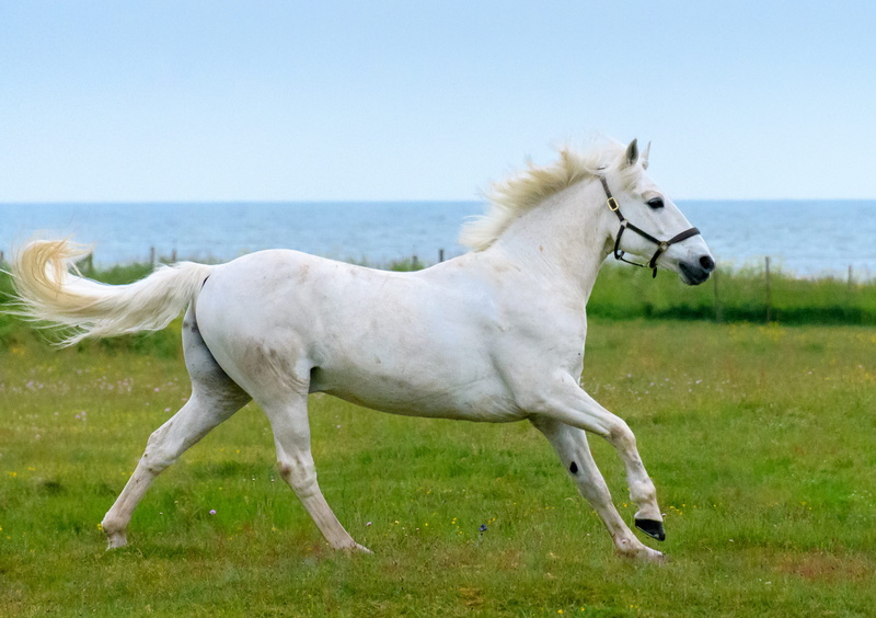 livestock, water, day, profile view, animal wildlife, nature, vertebrate, no people, plant, trelleborg, animal, domestic animals, full length, mammal, white horse