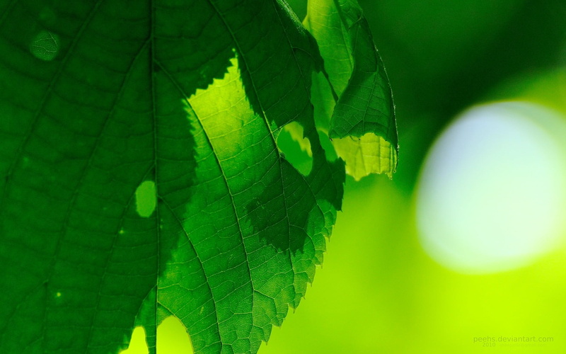 focus on foreground, green, fragility, day, photography, growth, plant part, leaves, selective focus, nature, animal, macro, leafed, tree, close-up, outdoors