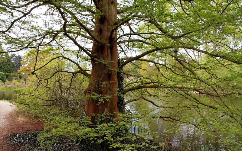 art, x, px, hd, Trees, 2K, movies, water, 2560x1600 px, entertainment