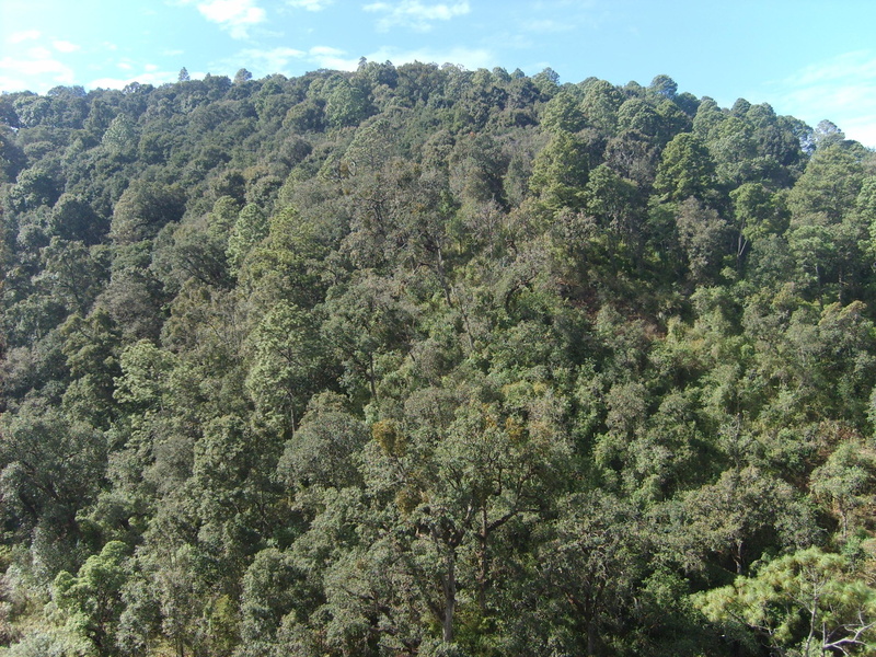 jalisco, 2K, m, forest mazamitla, mazamitla beautiful, xico, 3d and abstract, trees, green, mazamitla