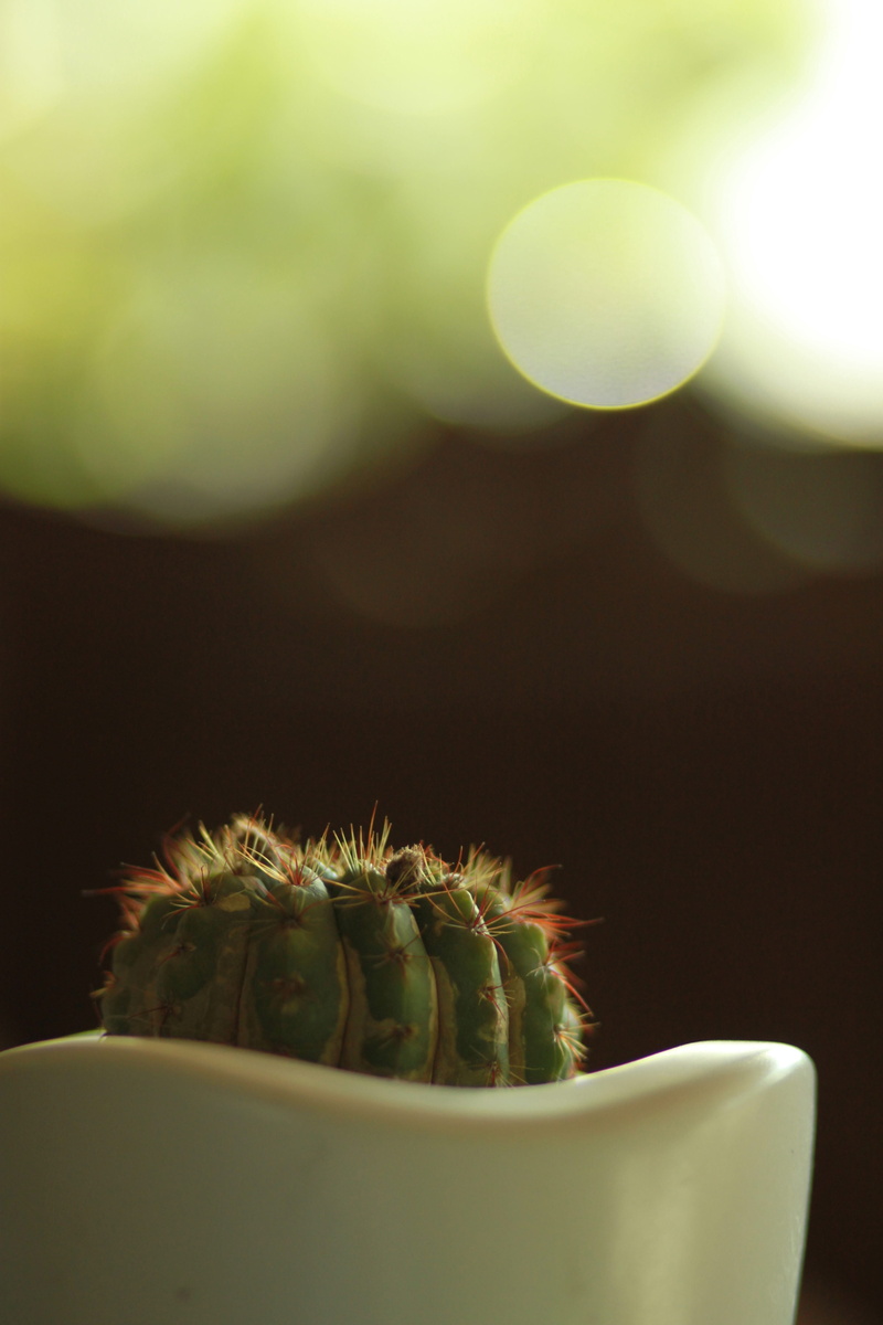 4K, spiked, tropical fruit, plant, table, lens flare, freshness, lockscreen, fruit, potted plant, sharp, tropical plants, no people, tropical plant