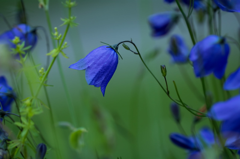 rainy weather, rainy day, iris - plant, focus, 2K, focus on foreground, day, photography, selective focus, summer, fragility, growth, bloom, blue, blossom