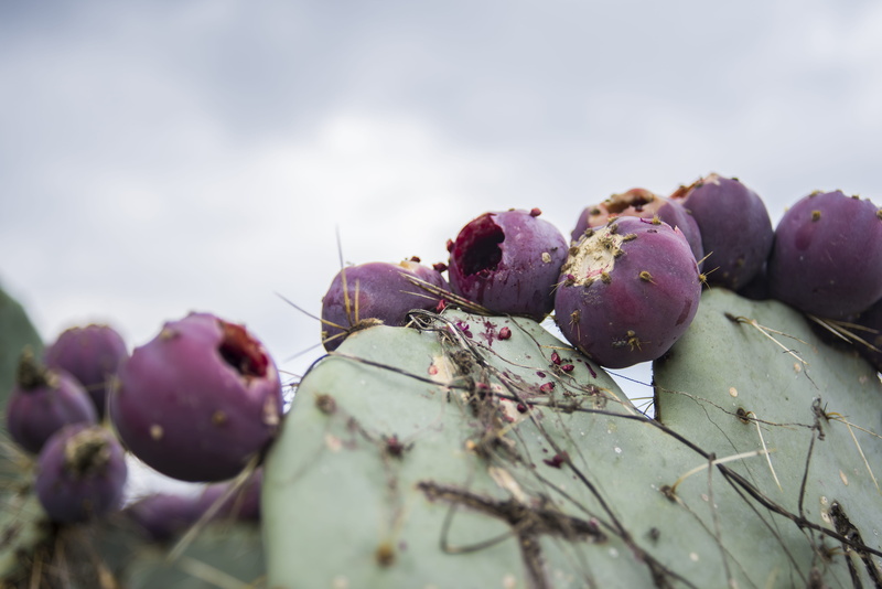 no people, seeds, grey, day, ants, plant part, purple, ant, outdoors, focus on foreground, food and drink, freshness, healthy eating, selective focus, mexico