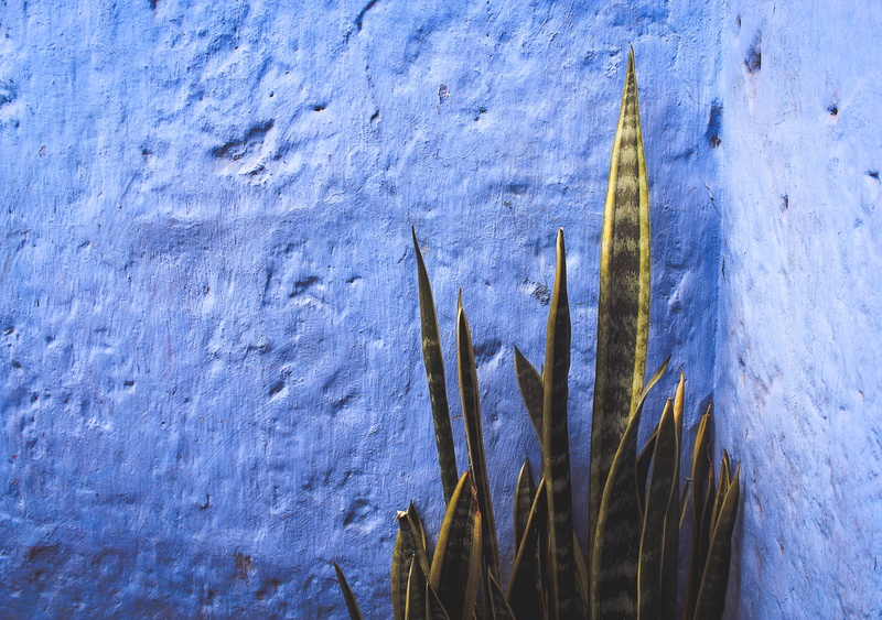 succulent plant, textured, blue, plant, nature, room, cactus, decoration, building exterior, day, corner, close-up, succulent, wood - material, peru, 4K