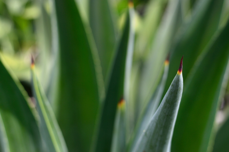 mexico, acute, green, growth, animal wildlife, agave, thorns, detail, no people, cactus, invertebrate, animal themes, freshness, mexican, plant part, nature