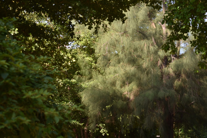 freshness, foliage, trees, hermosillo, green color, growth, tree, beauty in nature, fragility, tranquility, nature, vulnerability, outdoors, plant, flower