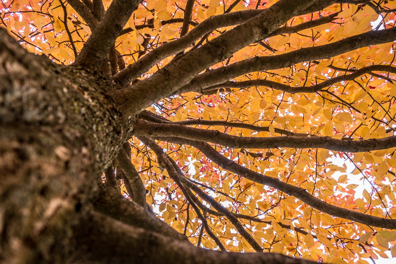 5K, blossom, flower, orange, day, tranquility, close-up, leaf, directly below, nature, maple, oak, full frame, crocus, fall, red, maple leaf, low angle view