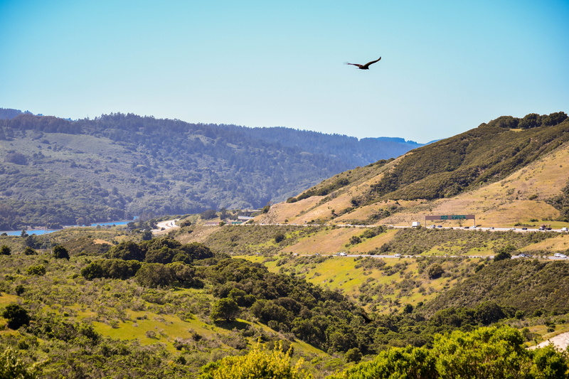 one animal, mountain, tree, san mateo county, animal wildlife, birds, d5500, vertebrate, 5K, animal themes, nature, bay area, flying, tranquil scene, bird