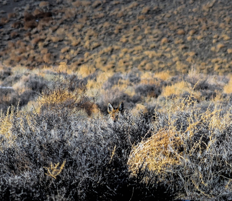 land, winter, one animal, environment, mammal, nevada, outdoors, nature, wildlife, high desert, wild animal, grass, travel, beauty in nature, animals in the wild