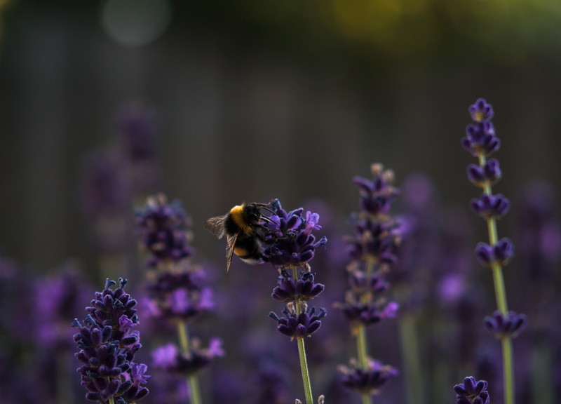 purple, Wasser, Allemagne, summer, 4K, Hentschel, Alemania, Alsdorf, im Juli, Germany, nature, flower, Germania, Outdoor, NRW, petaled, Ruhe, Unser, insect