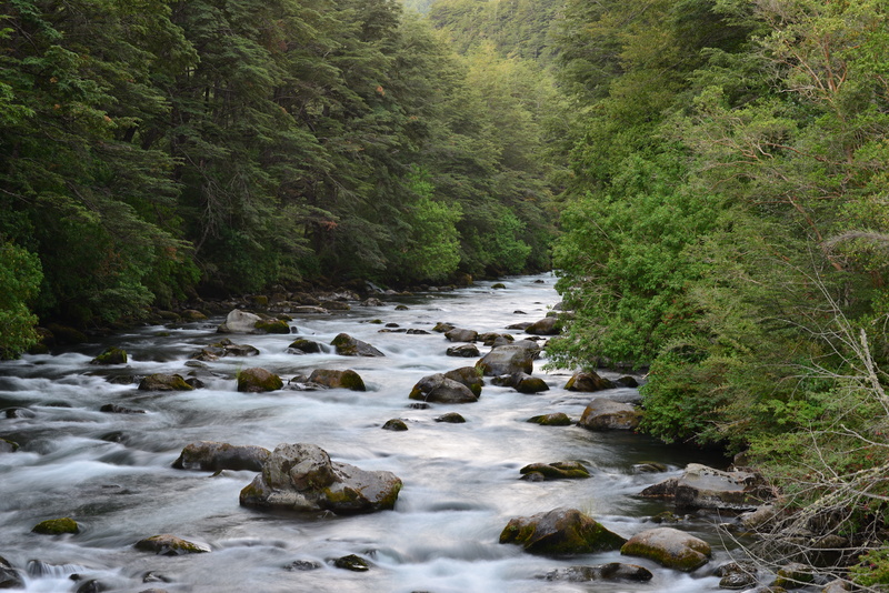 growth, mountain river, view, green, plant, outdoors, nature, land, rock - object, scenics - nature, river, 5K, stream - flowing water, tranquility, forest