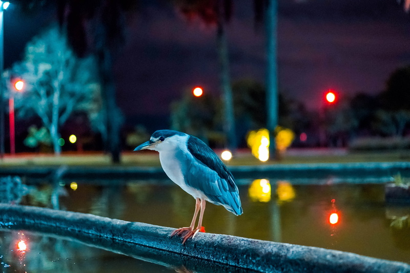 focus on foreground, savacu, seagull, animal themes, outdoors, brasilia, square crystals, birds, 4K, brazilian army, animal wildlife, brazil, vertebrate