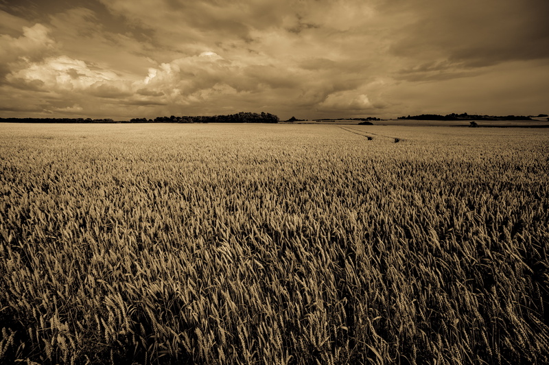 Cleaves, grass, Aughton, agriculture, Ormskirk, rural Scene, cloud - Sky, clouds, tree, age, filter, photography, cloud, Hill, summer, cereal Plant, Lancashire  West