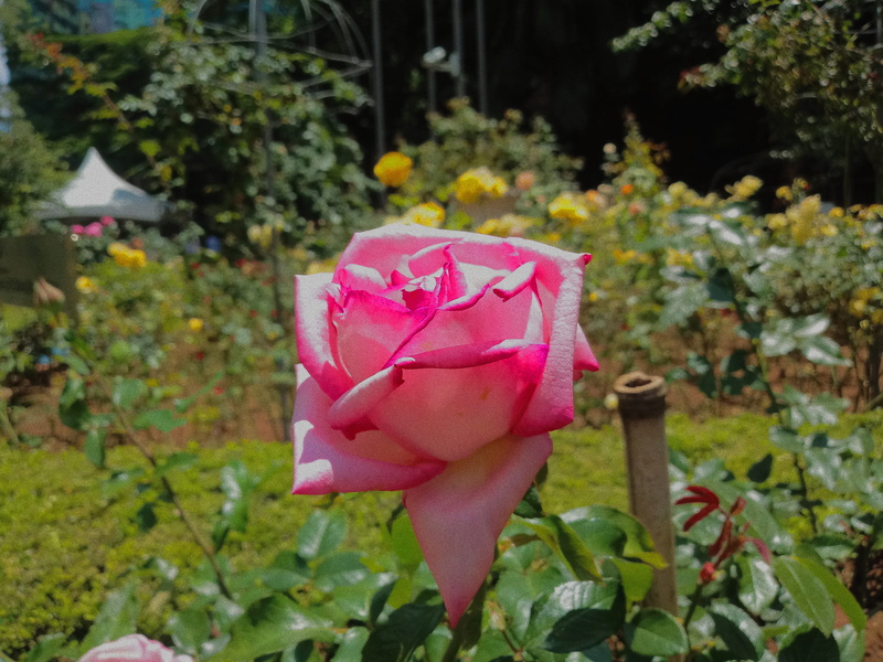 growth, pink color, plant, no people, brazil, close-up, unsplash, freshness, nature, flower, flowers, plant part, rose, flower head, 4K, beauty in nature