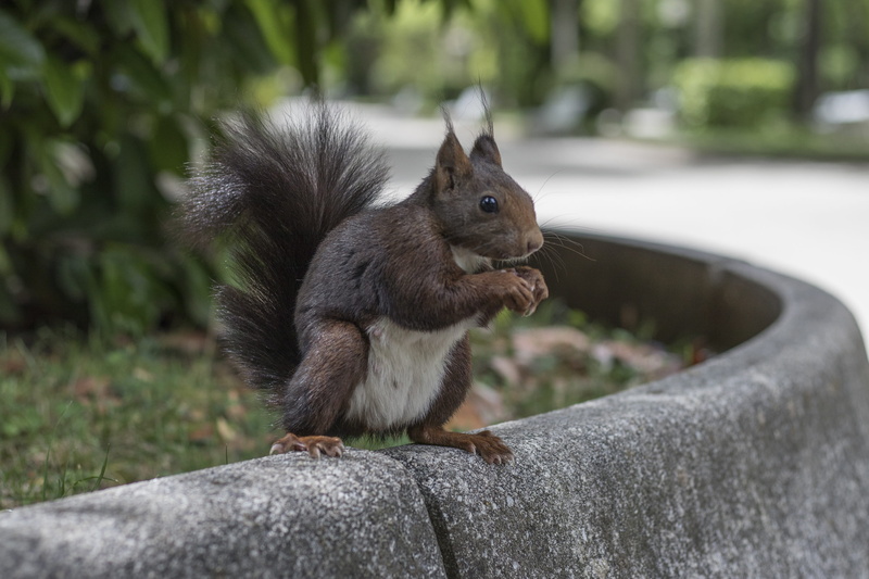 rodent, alameda, squirrel, close-up, focus on foreground, park, animals, vertebrate, plant, garden, outdoors, nature, animals in the wild, tree, day, no people