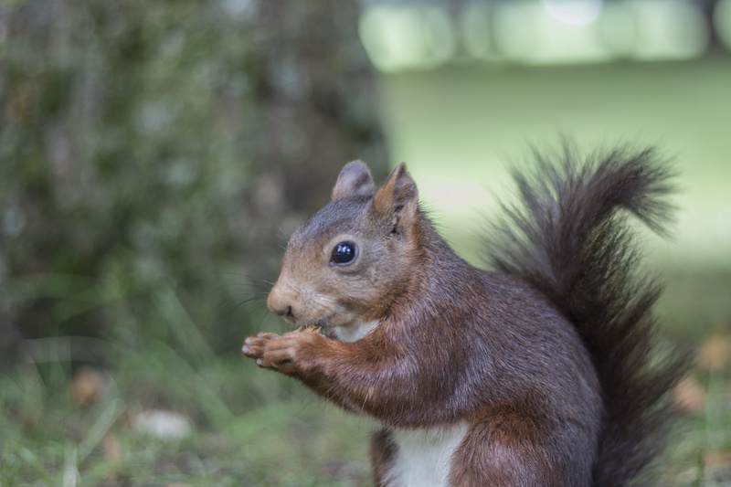 mammal, nature, small, animals, alameda, focus on foreground, looking away, animals in the wild, vertebrate, curious, animal, land, animal wildlife, side view
