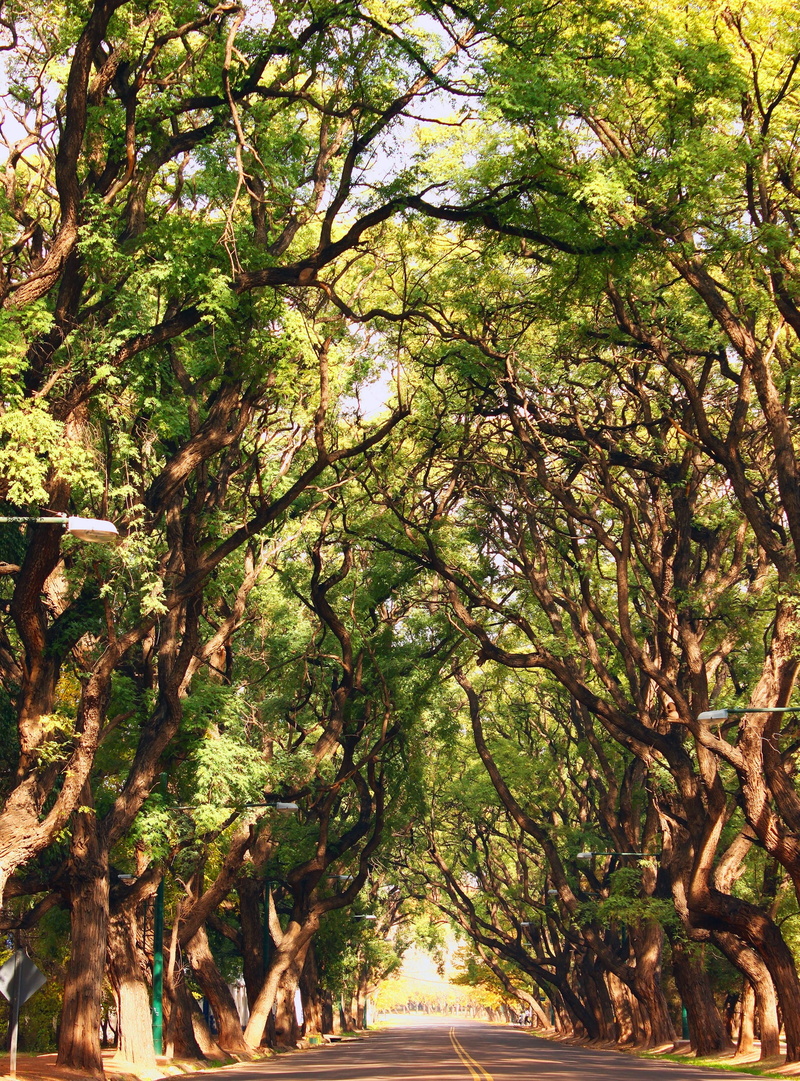 no people, day, beauty in nature, sunlight, tranquility, tree, arboleda, leaves, low angle view, growth, nature, road, trees, green color, trunk, branch