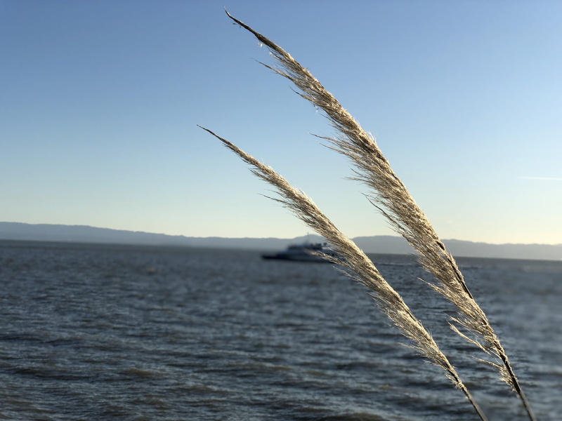 299 adelphian way, beauty in nature, sea, no people, focus on foreground, vessel, plant, animal, reed, promontory, water, close-up, agropyron, transportation