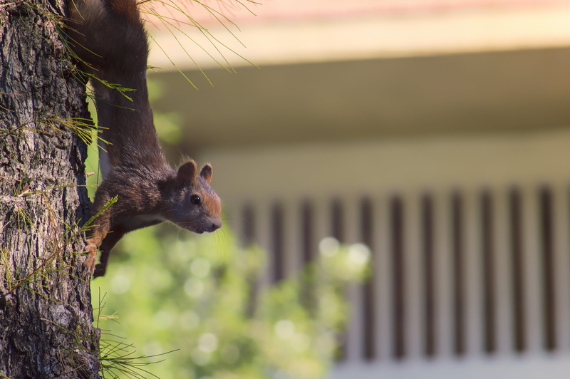 photography, cute, Sciurus, brown, squirrel, tree, selective, 4K, nature, Ardilla, wildlife, animal, animals, fotografia, fauna, roja, mammal, Jaen, rodent