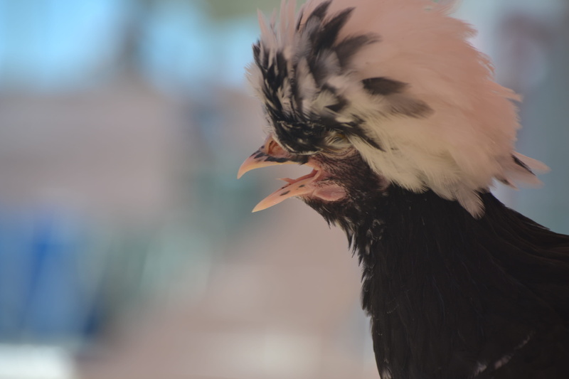 beak, pleasanton, close-up, domestic animals, animal body part, crowned chicken, outdoors, vertebrate, funny, animal themes, focus on foreground, mouth open