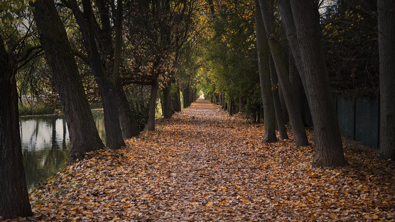 tranquil scene, tranquility, falling, leaf, direction, treelined, beauty in nature, change, land, woodland, landscape, the way forward, trees, leaves, tree